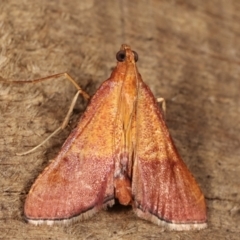 Endotricha pyrosalis (A Pyralid moth) at Melba, ACT - 16 Jan 2021 by kasiaaus