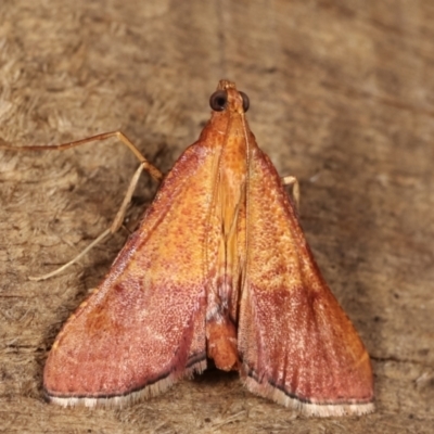 Endotricha pyrosalis (A Pyralid moth (Endotrichinae) at Melba, ACT - 16 Jan 2021 by kasiaaus