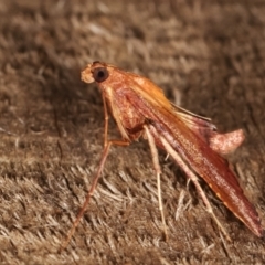 Endotricha pyrosalis at Melba, ACT - 16 Jan 2021 11:03 PM