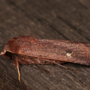 Diarsia intermixta at Melba, ACT - 16 Jan 2021 11:07 PM