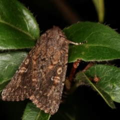 Hypoperigea tonsa (A Noctuid moth (Acronictinae) at Melba, ACT - 16 Jan 2021 by kasiaaus