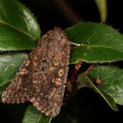 Hypoperigea tonsa (A noctuid moth) at Melba, ACT - 16 Jan 2021 by kasiaaus
