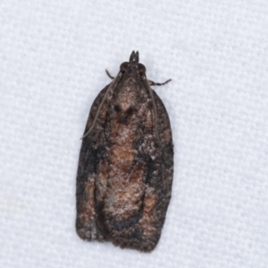 Thrincophora inconcisana at Melba, ACT - 16 Jan 2021 11:27 PM