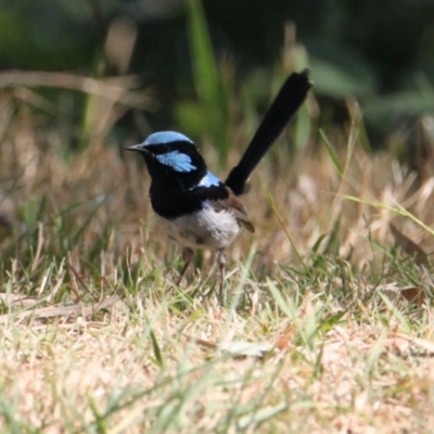 Malurus cyaneus (Superb Fairywren) at East Albury, NSW - 24 Jan 2021 by PaulF