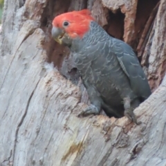 Callocephalon fimbriatum (Gang-gang Cockatoo) at Red Hill, ACT - 23 Jan 2021 by roymcd