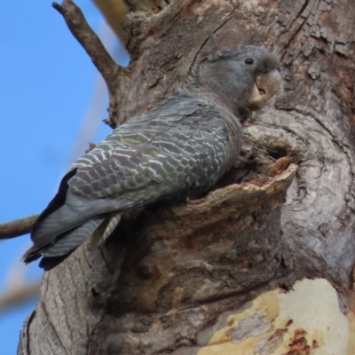 Callocephalon fimbriatum (Gang-gang Cockatoo) at Garran, ACT - 24 Jan 2021 by roymcd