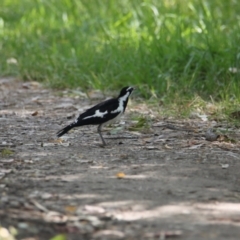 Grallina cyanoleuca (Magpie-lark) at  - 24 Jan 2021 by PaulF