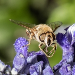 Eristalis tenax at Macgregor, ACT - 25 Jan 2021