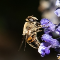 Eristalis tenax at Macgregor, ACT - 25 Jan 2021