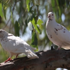 Columba livia (Rock Dove (Feral Pigeon)) at East Albury, NSW - 23 Jan 2021 by PaulF