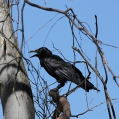Corvus coronoides (Australian Raven) at  - 24 Jan 2021 by PaulF