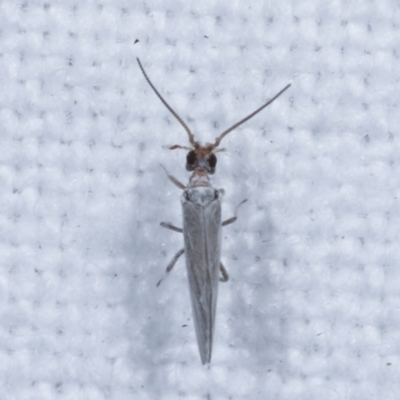 Unidentified True bug (Hemiptera, Heteroptera) at Melba, ACT - 16 Jan 2021 by kasiaaus