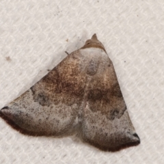 Mataeomera mesotaenia (Large Scale Moth) at Melba, ACT - 16 Jan 2021 by kasiaaus