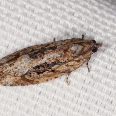 Thrincophora lignigerana (A Tortricid moth) at Melba, ACT - 16 Jan 2021 by kasiaaus
