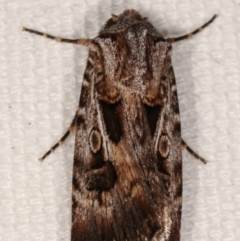 Agrotis munda (Brown Cutworm) at Melba, ACT - 17 Jan 2021 by kasiaaus