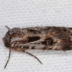 Agrotis munda at Melba, ACT - 17 Jan 2021