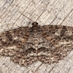 Ectropis fractaria (Ringed Bark Moth) at Melba, ACT - 16 Jan 2021 by kasiaaus