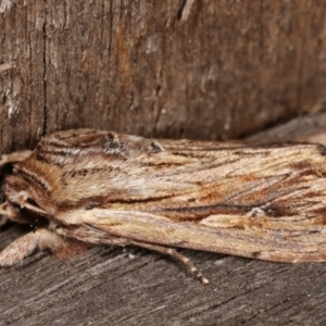 Persectania (genus) at Melba, ACT - 17 Jan 2021