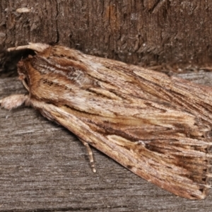 Persectania (genus) at Melba, ACT - 17 Jan 2021 12:38 AM