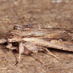 Persectania (genus) at Melba, ACT - 17 Jan 2021 12:38 AM