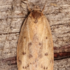 Heliocausta undescribed species (A Concealer moth (Wingia group)) at Melba, ACT - 17 Jan 2021 by kasiaaus