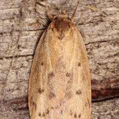 Heliocausta undescribed species (A concealer moth) at Melba, ACT - 17 Jan 2021 by kasiaaus