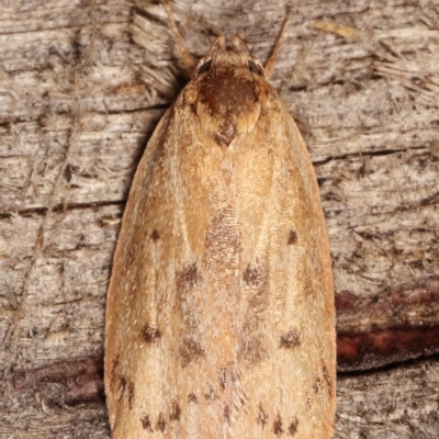 Heliocausta undescribed species (A concealer moth) at Melba, ACT - 17 Jan 2021 by kasiaaus