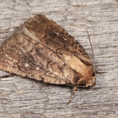 Proteuxoa provisional species 2 (A Noctuid moth) at Melba, ACT - 17 Jan 2021 by kasiaaus