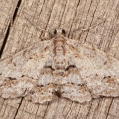 Boarmiini (tribe) (Unidentified Looper moth (Ennominae)) at Melba, ACT - 17 Jan 2021 by kasiaaus