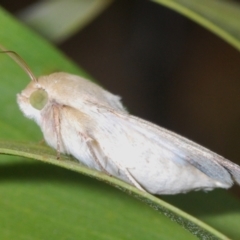 Helicoverpa (genus) (A bollworm) at Stromlo, ACT - 24 Jan 2021 by Harrisi