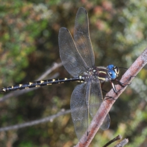 Notoaeschna sagittata at Cotter River, ACT - 23 Jan 2021