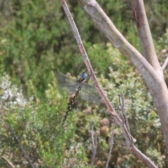 Notoaeschna sagittata at Cotter River, ACT - 23 Jan 2021