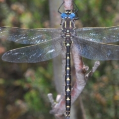 Notoaeschna sagittata at Cotter River, ACT - 23 Jan 2021