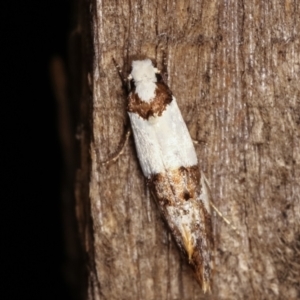 Monopis meliorella at Melba, ACT - 17 Jan 2021