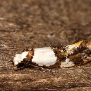 Monopis meliorella at Melba, ACT - 17 Jan 2021