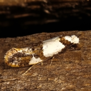 Monopis meliorella at Melba, ACT - 17 Jan 2021