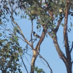 Cracticus nigrogularis (Pied Butcherbird) at Paddys River, ACT - 25 Jan 2021 by Harrisi