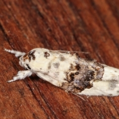Piloprepes antidoxa (A concealer moth) at Melba, ACT - 17 Jan 2021 by kasiaaus