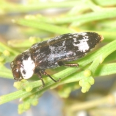 Hypocisseis suturalis (Cherry Ballart Jewel Beetle) at Campbell, ACT - 23 Jan 2021 by Harrisi