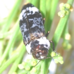 Hypocisseis suturalis at Campbell, ACT - 23 Jan 2021