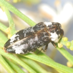 Hypocisseis suturalis at Campbell, ACT - 23 Jan 2021