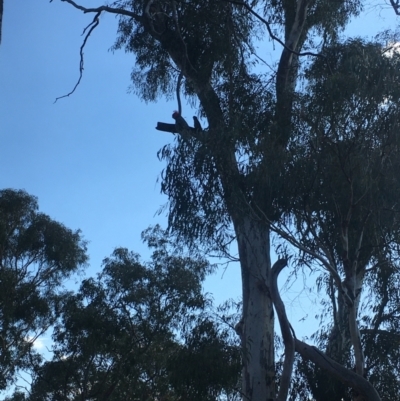 Callocephalon fimbriatum (Gang-gang Cockatoo) at Watson, ACT - 25 Jan 2021 by JochenZeil