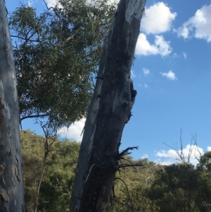 Callocephalon fimbriatum at Watson, ACT - suppressed