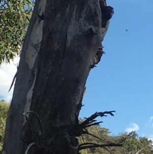 Callocephalon fimbriatum at Watson, ACT - suppressed