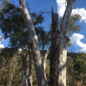 Callocephalon fimbriatum at Watson, ACT - 25 Jan 2021