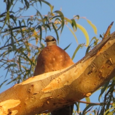 Phaps chalcoptera (Common Bronzewing) at Mount Majura - 20 Jan 2021 by Christine