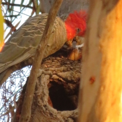 Callocephalon fimbriatum (Gang-gang Cockatoo) at Hackett, ACT - 20 Jan 2021 by Christine