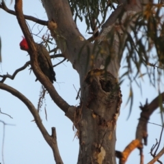 Callocephalon fimbriatum at Hackett, ACT - suppressed