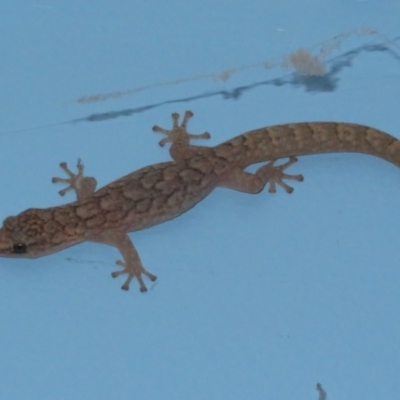 Christinus marmoratus (Southern Marbled Gecko) at Flynn, ACT - 20 Jan 2021 by Christine