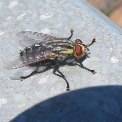 Sarcophagidae sp. (family) (Unidentified flesh fly) at Woodstock Nature Reserve - 21 Jan 2021 by Christine